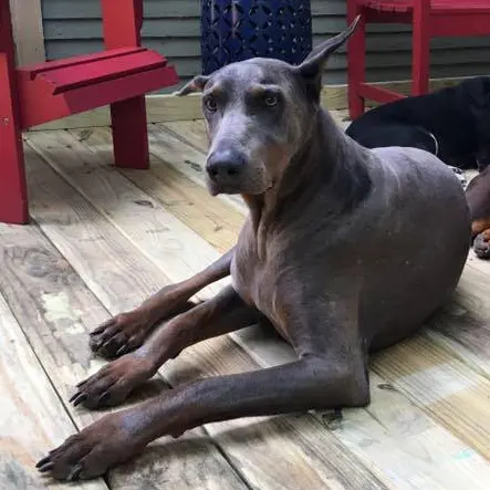Apollo rests on the porch
