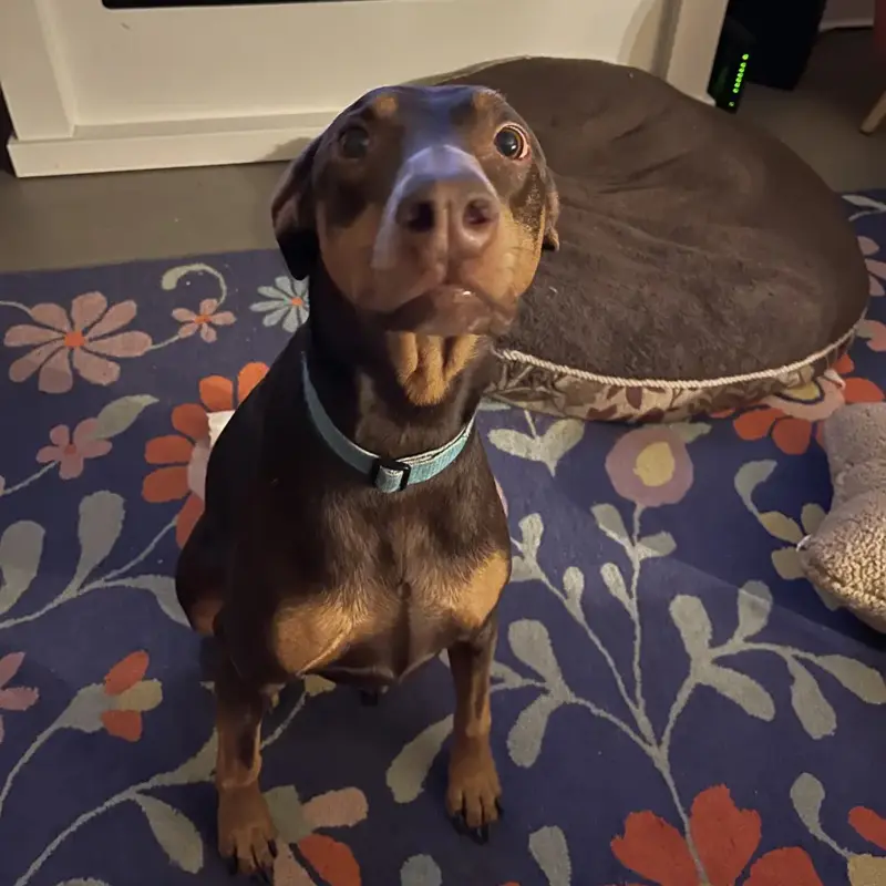 Sammy begs for attention