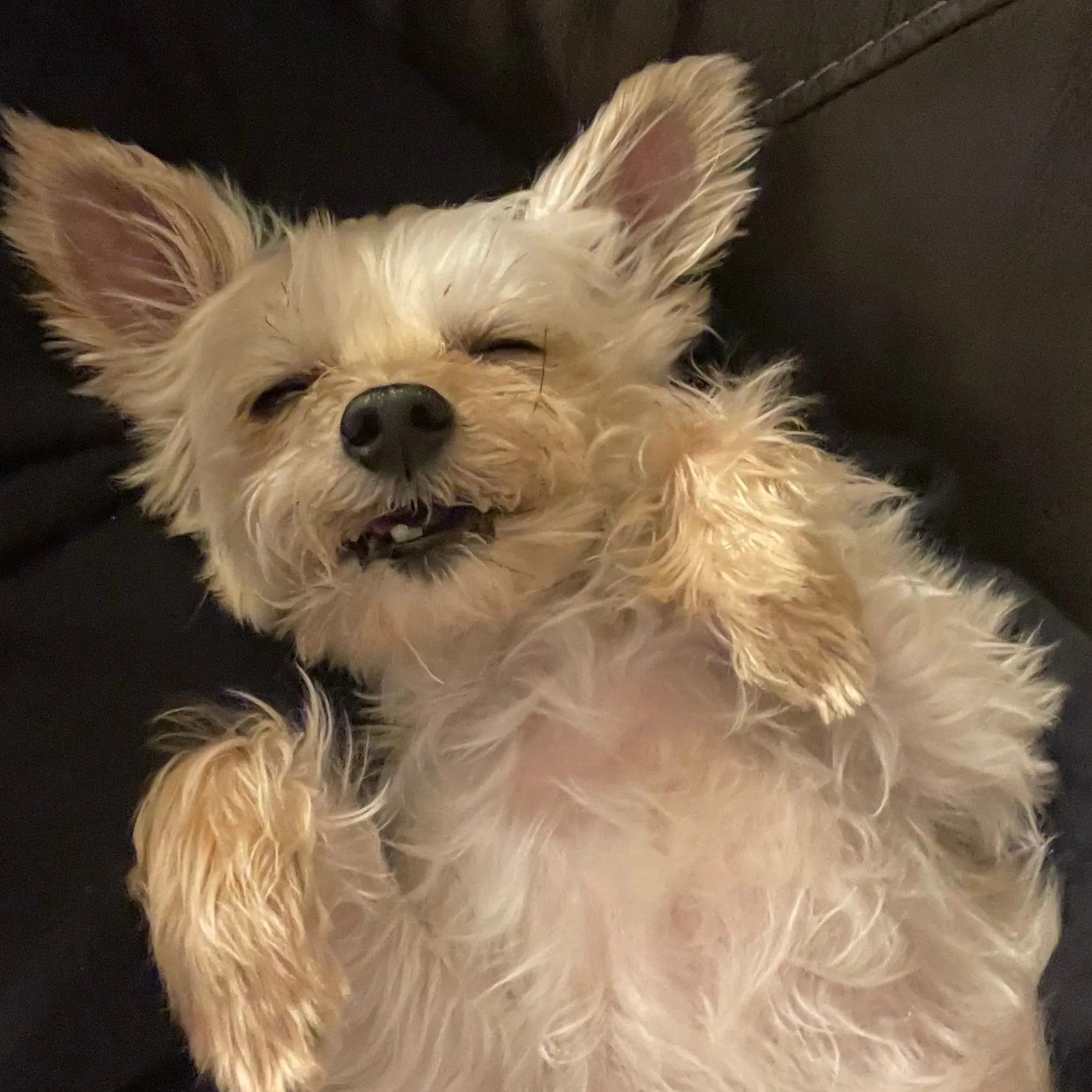 Sarge living his best life