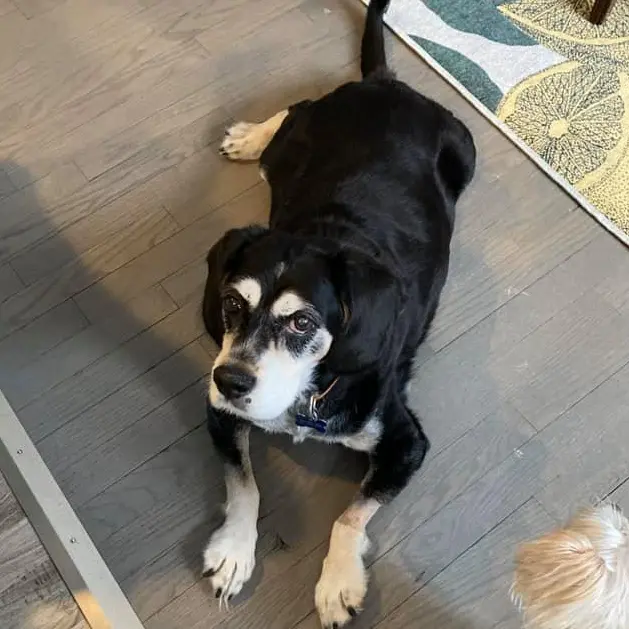 Bentley lays on the floor all chubby like