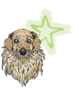 Kim Bode's dog, Jax, next to a star