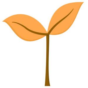 A sprout